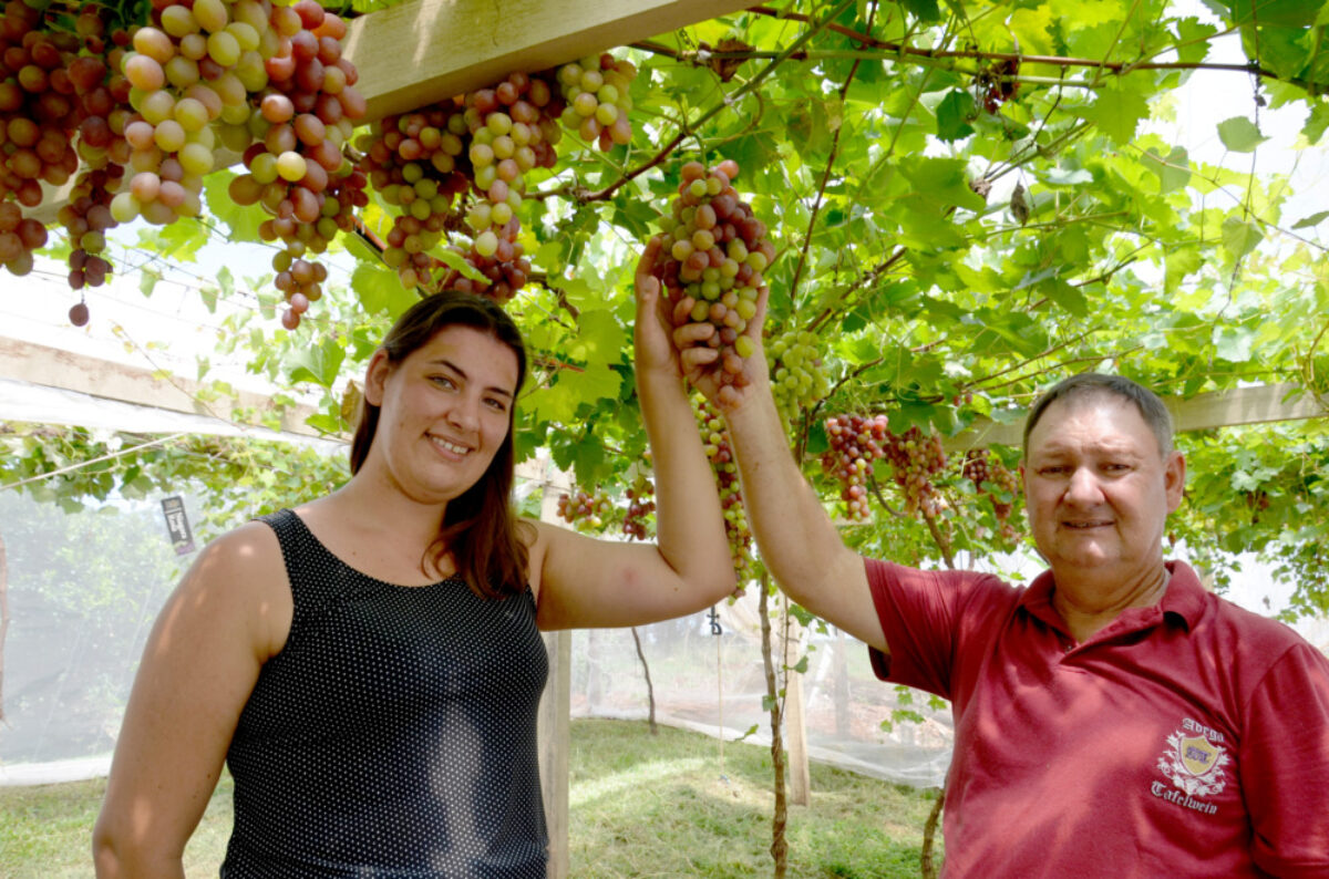 Fruta da época, Uva ganha espaço e conquista mercado