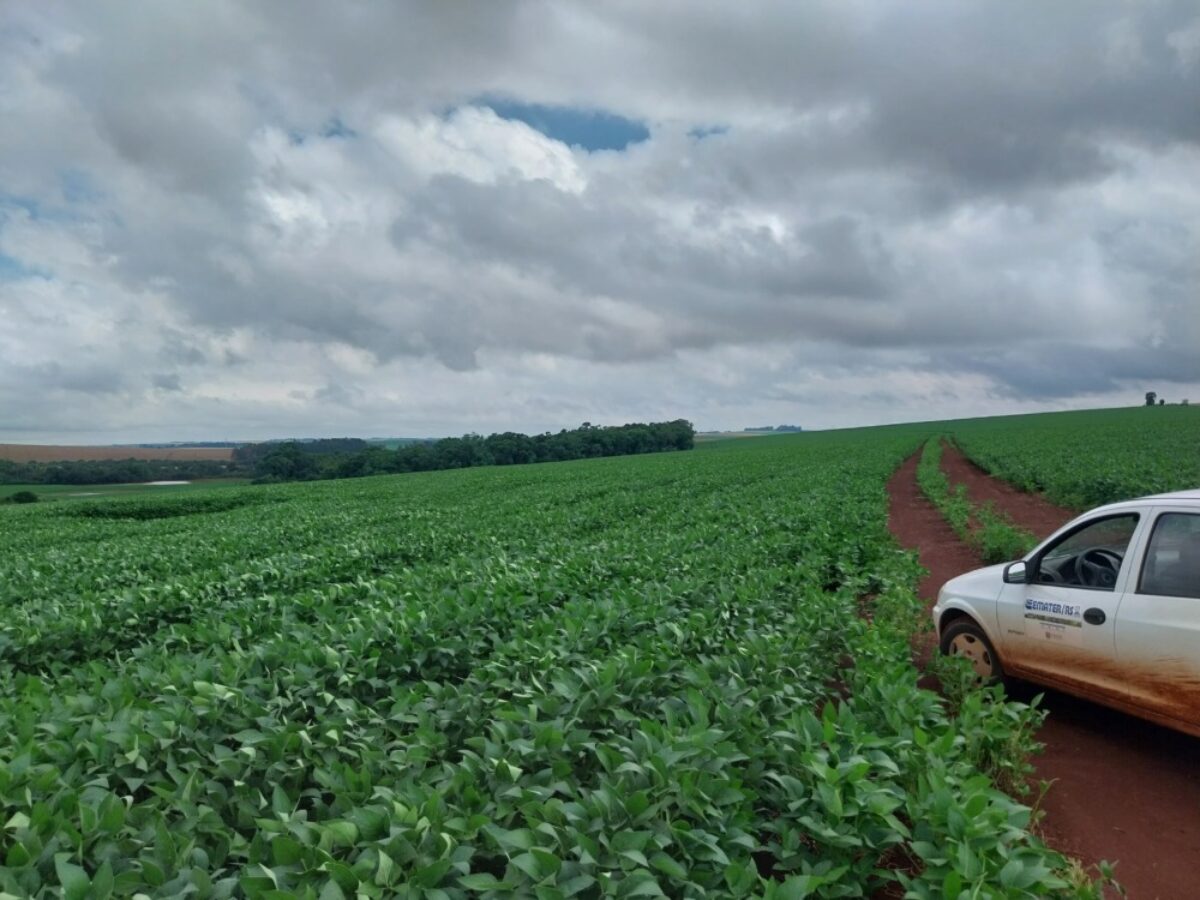 Desenvolvimento da soja no RS é beneficiado pelo clima Desenvolvimento da soja no RS é beneficiado pelo clima