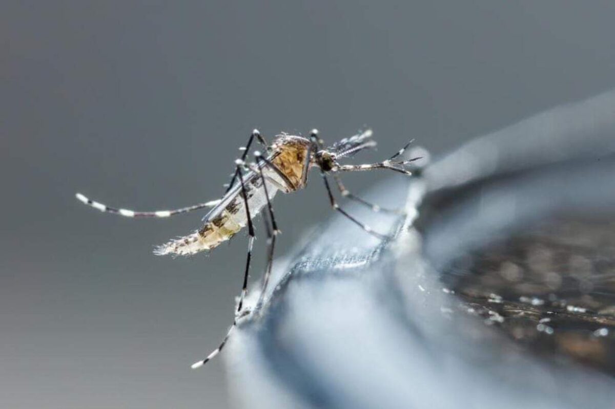 Cerro Largo chega a 1.036 casos de dengue Cerro Largo chega a 1.036 casos de dengue