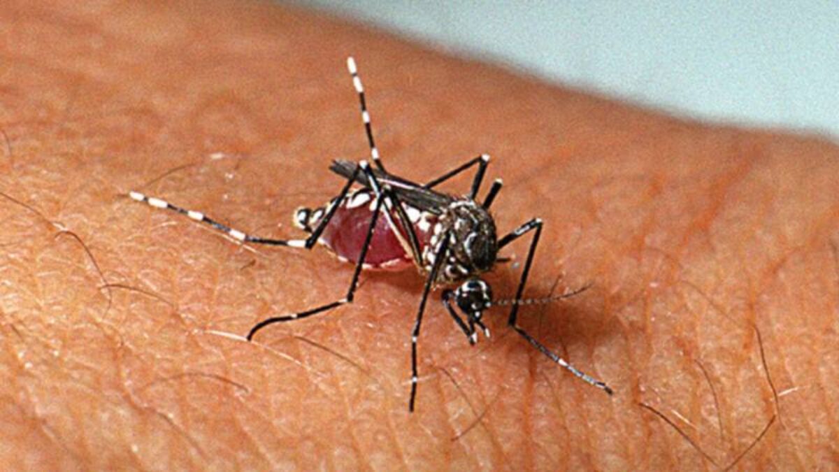 Idosa de 76 anos é a primeira vítima fatal de dengue em Cerro Largo