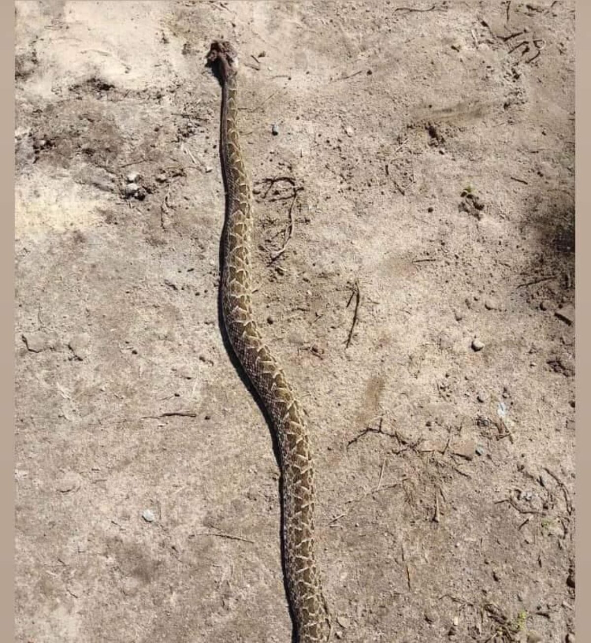 Mulher morre após ser picada por cobra em Bossoroca Mulher morre após ser picada por cobra em Bossoroca