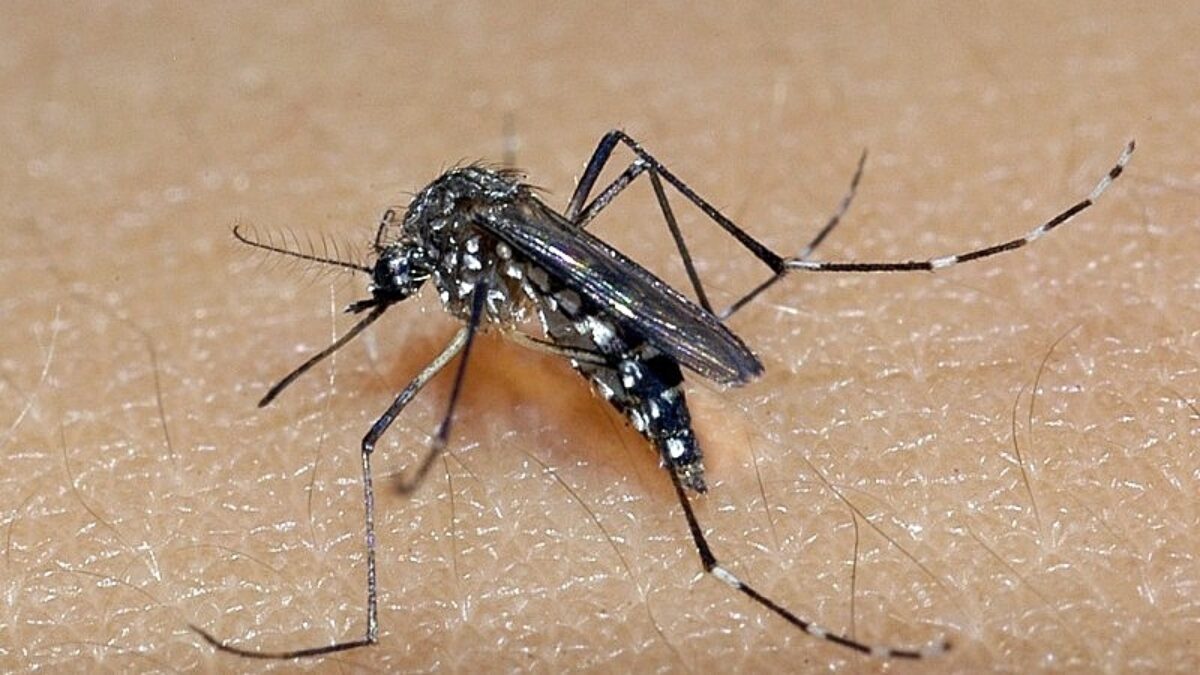 País bate recorde em número de mortes por dengue País bate recorde em número de mortes por dengue