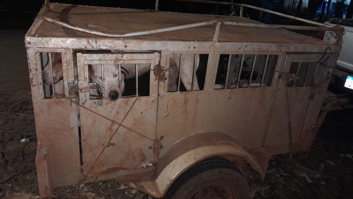 Motorista é preso por maus tratos em Entre-Ijuís