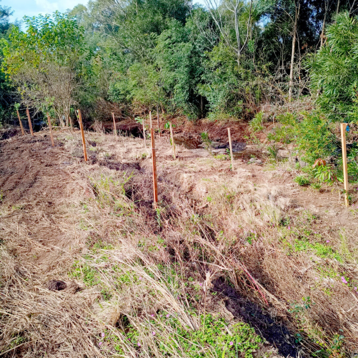 São Paulo das Missões realizou ação de reflorestamento do Rio Dançarino