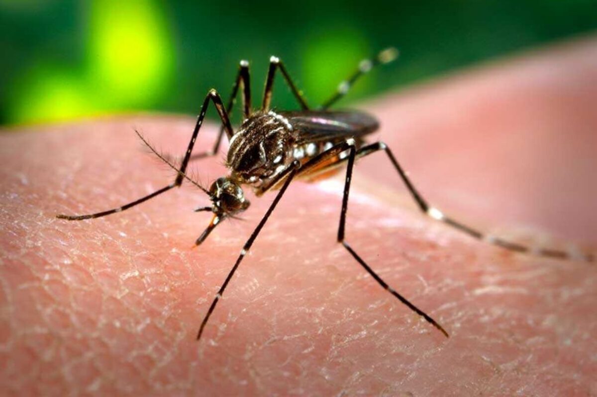 Brasil lidera casos de dengue no mundo, com 82% do registrado em todo o planeta Brasil lidera casos de dengue no mundo, com 82% do registrado em todo o planeta
