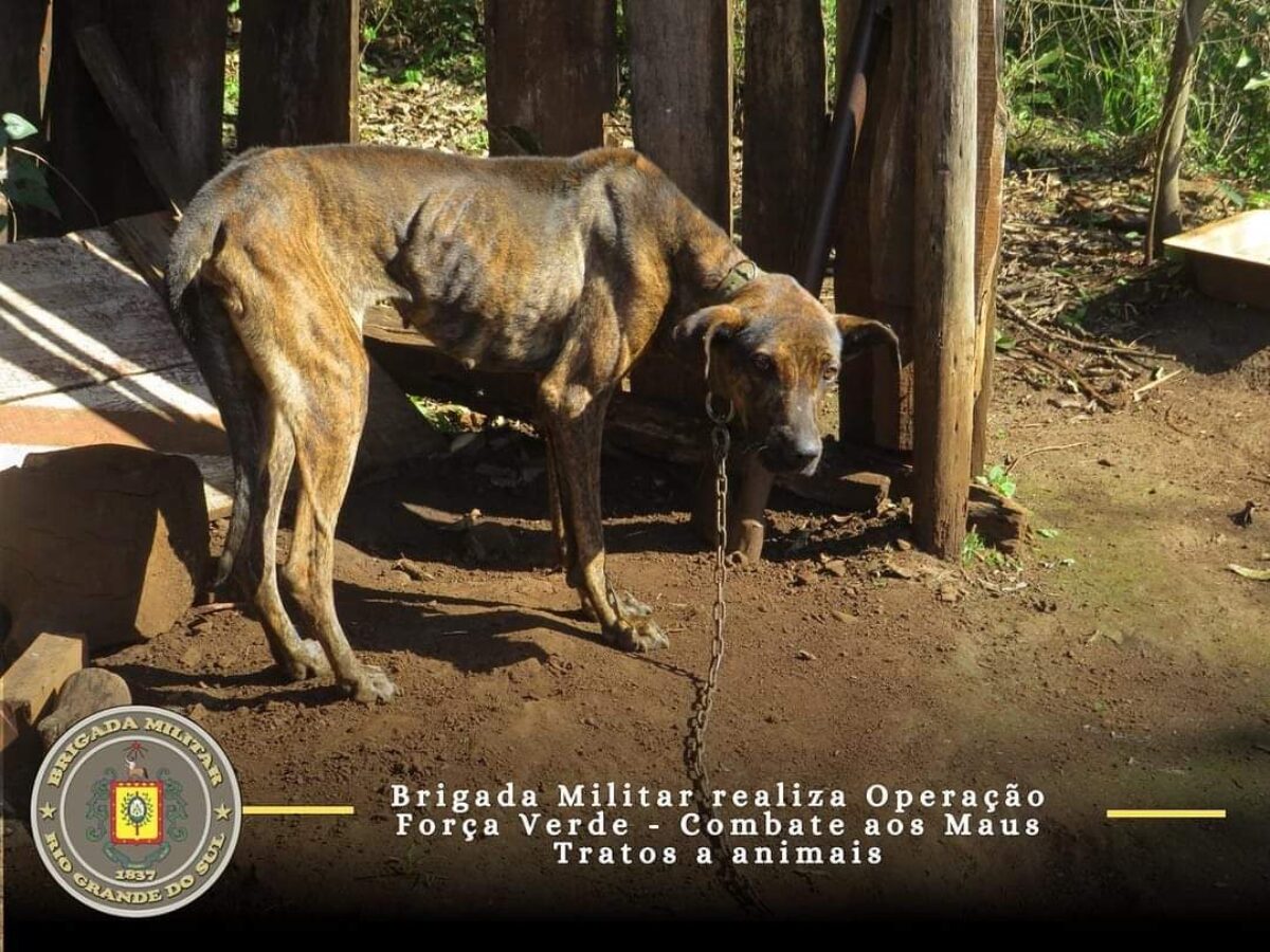Brigada Militar efetuou Operação Força Verde - Combate aos Maus Trato