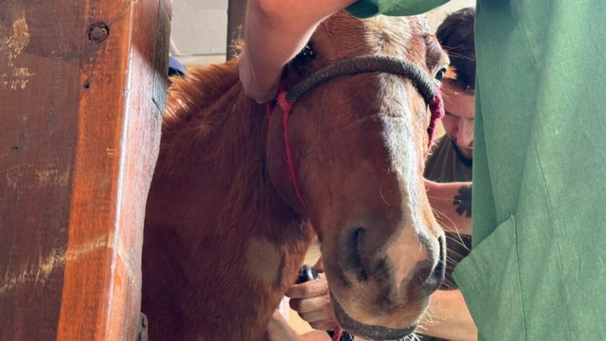 Cavalo Caramelo engordou 40 kg desde o resgate