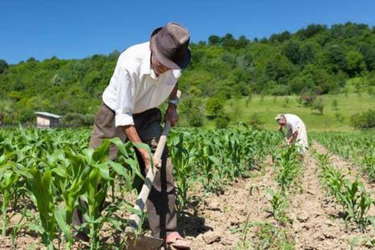 Governo Federal lança o Plano Safra com R$ 76 milhões destinados à agricultura familiar