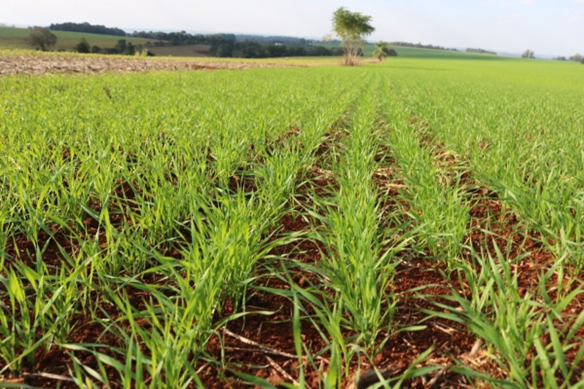 Condições climáticas variáveis dificultam plantio do trigo no RS Condições climáticas variáveis dificultam plantio do trigo no RS