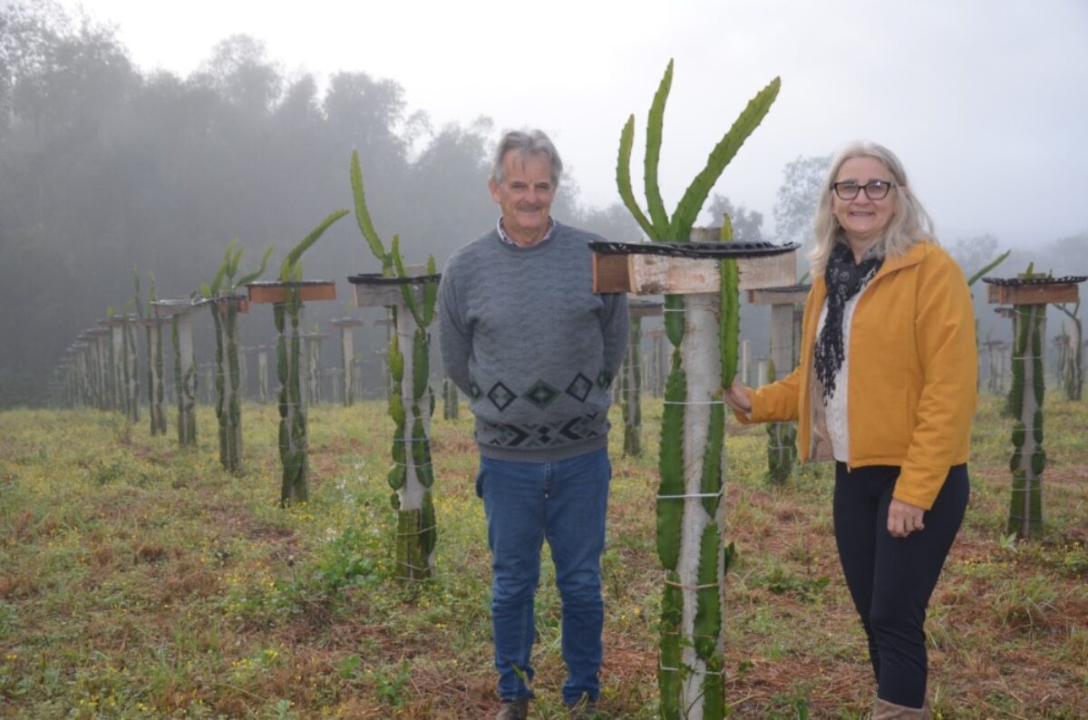 Aposentados apostam no cultivo de pitaya para complementar renda no meio rural