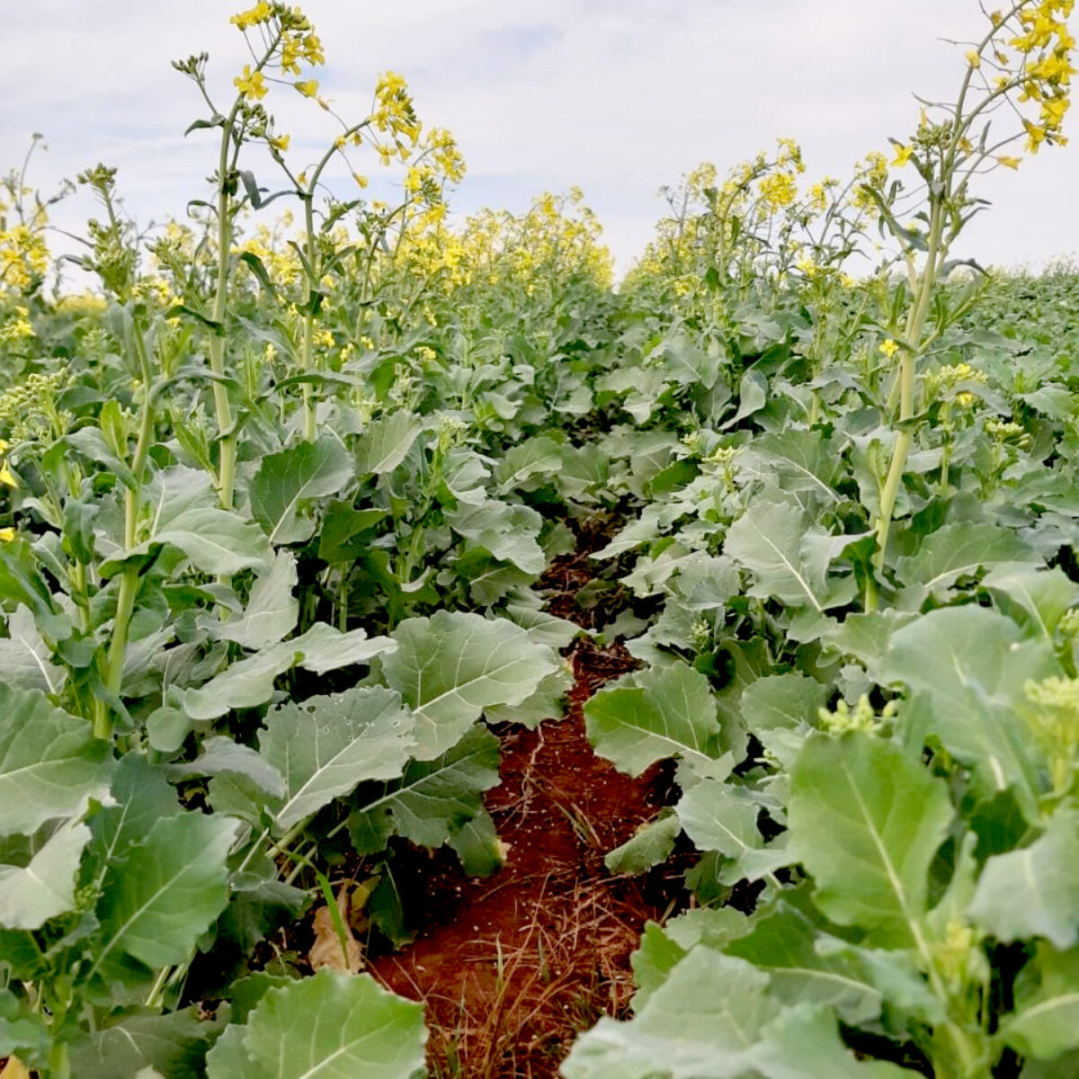 Cooperoque registra aumento da área destinada à canola Cooperoque registra aumento da área destinada à canola