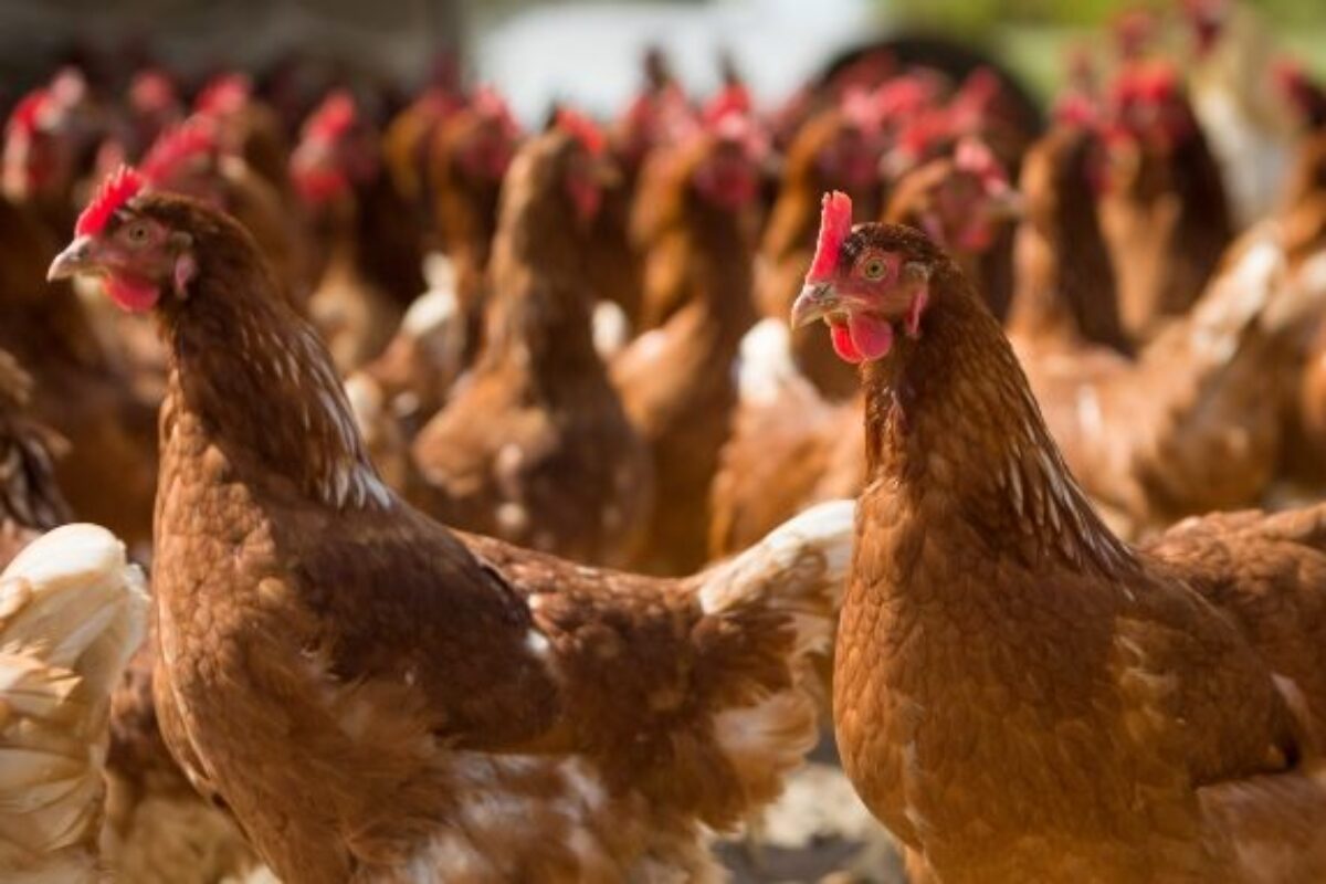 Sete mil aves serão sacrificadas após confirmação de diagnóstico de doença de Newcastle em aviário do RS
