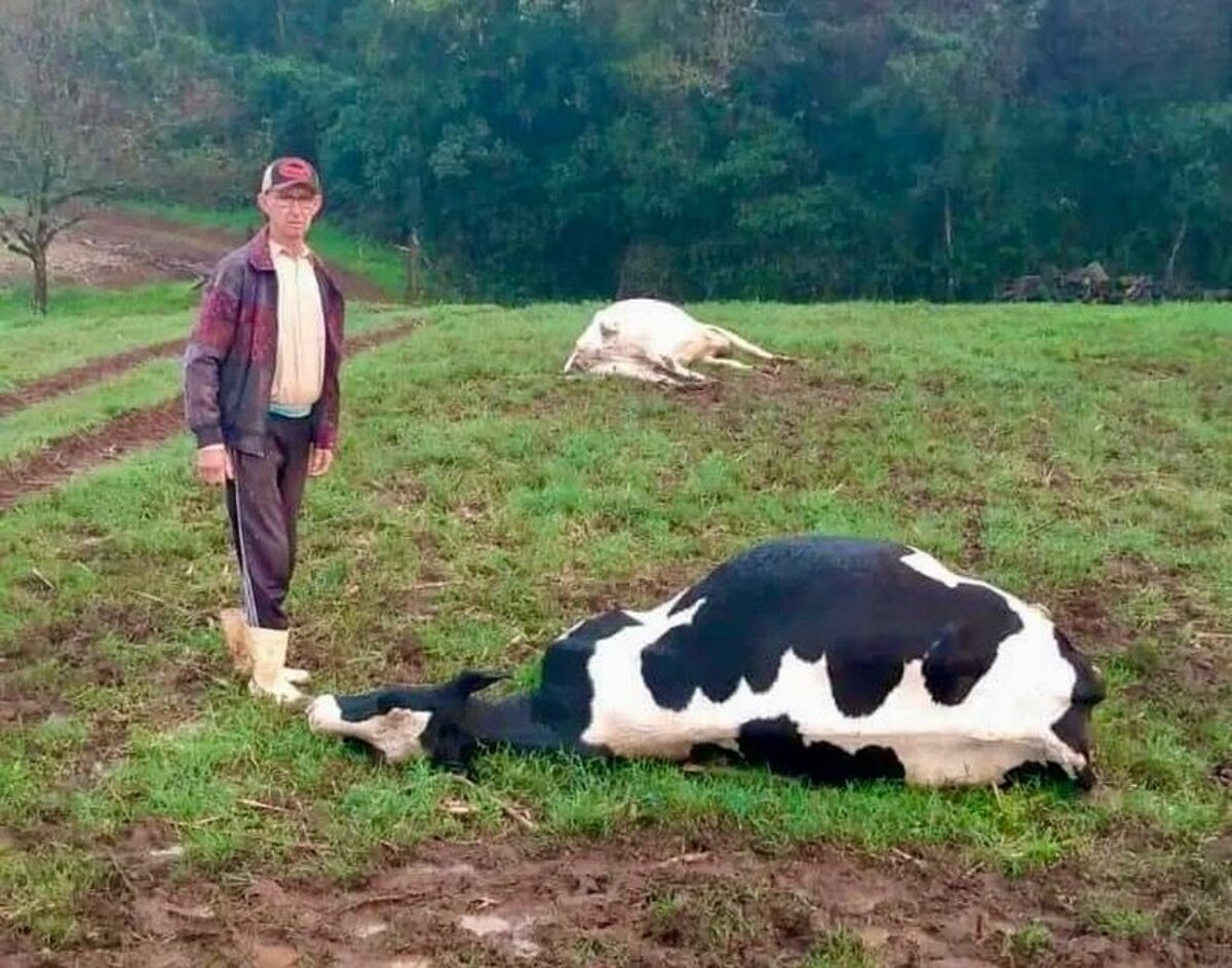 Raio mata animais em Santo Cristo