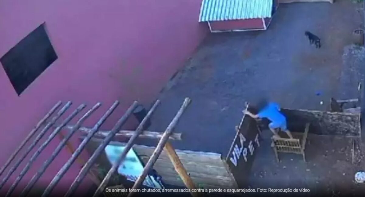 Menino de 9 anos invade hospital veterinário e mata 23 animais no Paraná