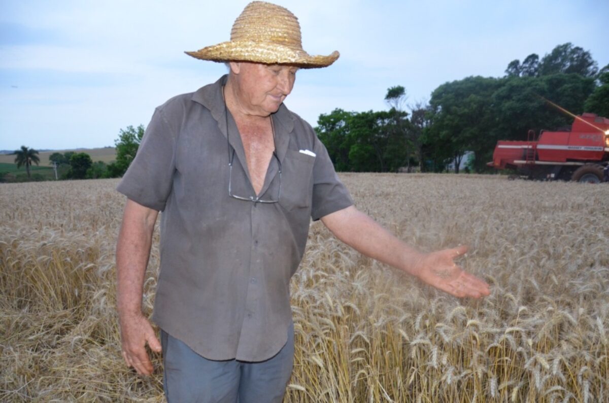 Rendimento do trigo preocupa produtor rural nesta safra