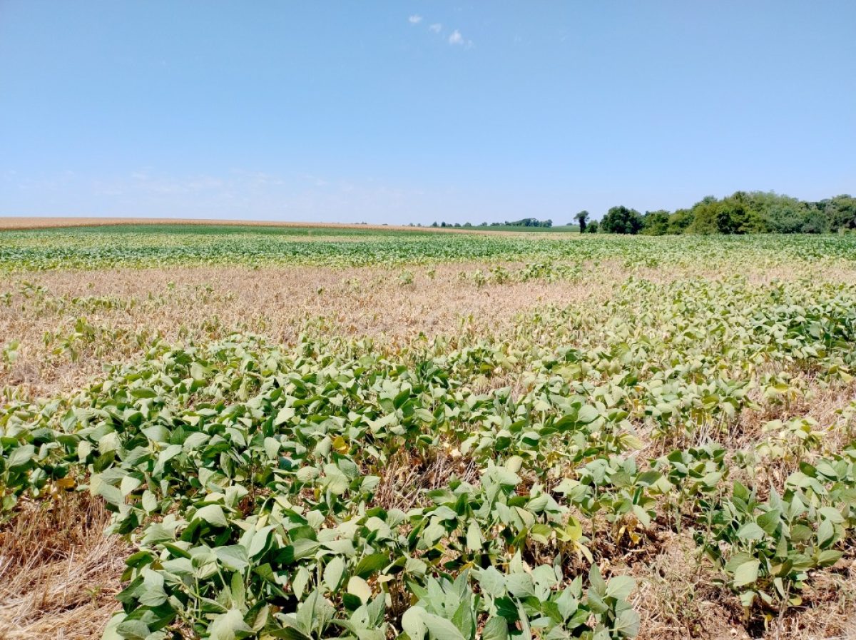 Chuva ameniza efeito da seca nas culturas agrícolas