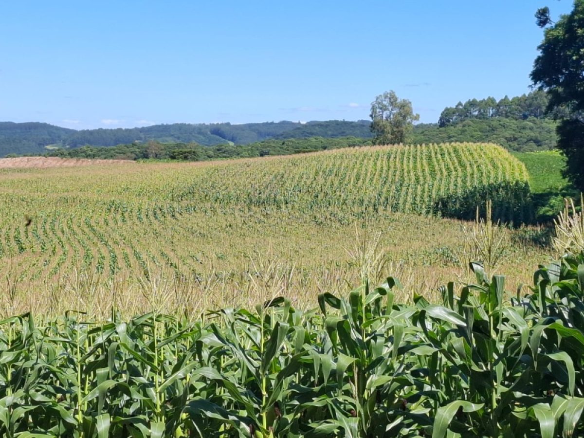 Milho está em plena colheita e alcança 16% da área total cultivada