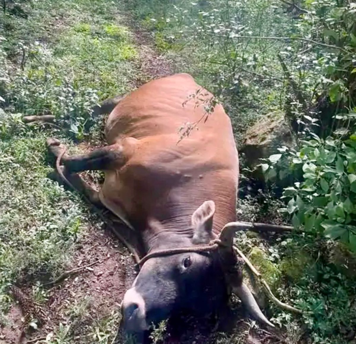 Agricultor morre atacado por touro no norte do RS