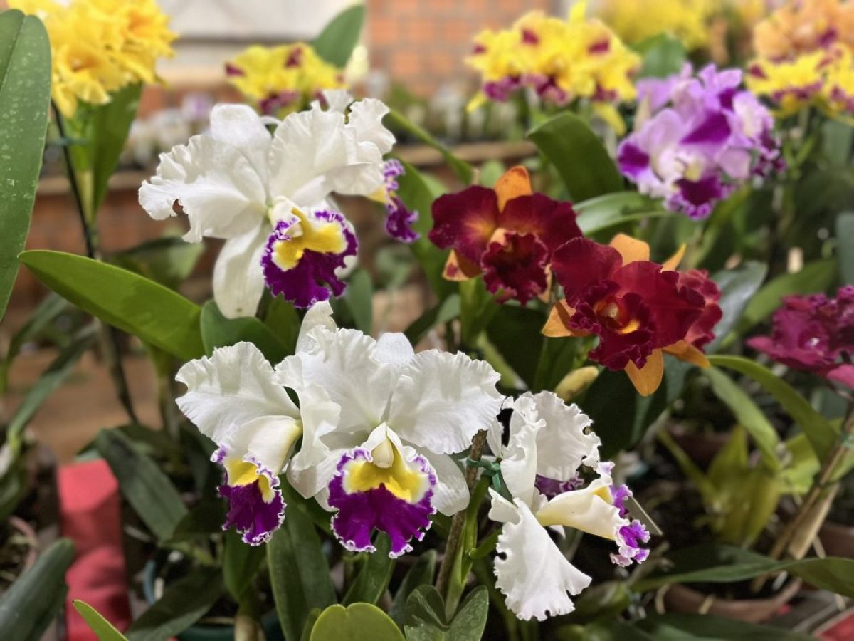São Paulo das Missões realiza 13ª Exposição Regional de Orquídeas São Paulo das Missões realiza 13ª Exposição Regional de Orquídeas