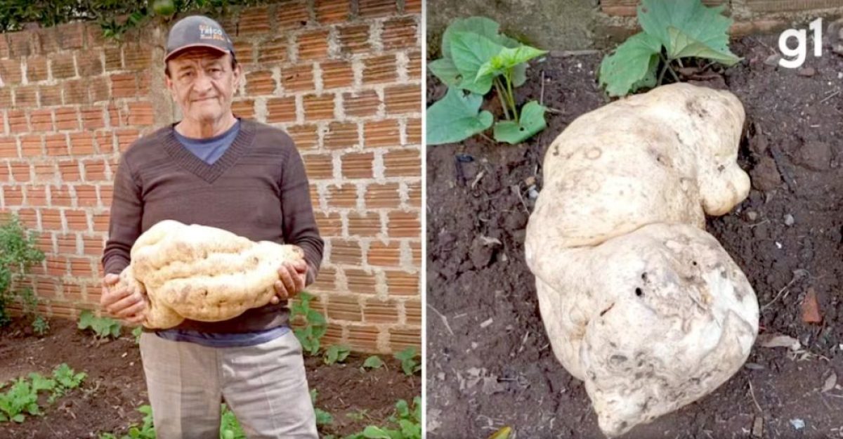 Batata-doce gigante de 20kg é colhida em horta caseira no RS e impressiona até vizinhos: 'nunca tinham visto' Batata-doce gigante de 20kg é colhida em horta caseira no RS e impressiona até vizinhos: 'nunca tinham visto'