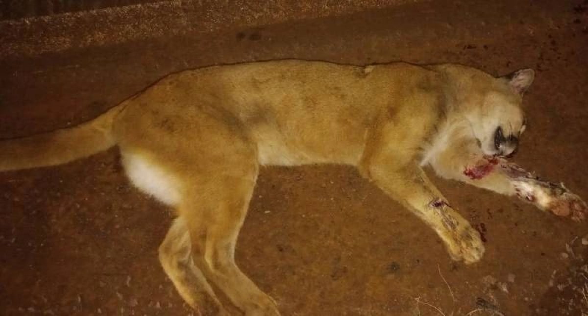 Onça-parda é atropelada e morta na ERS-218, em Santo Ângelo