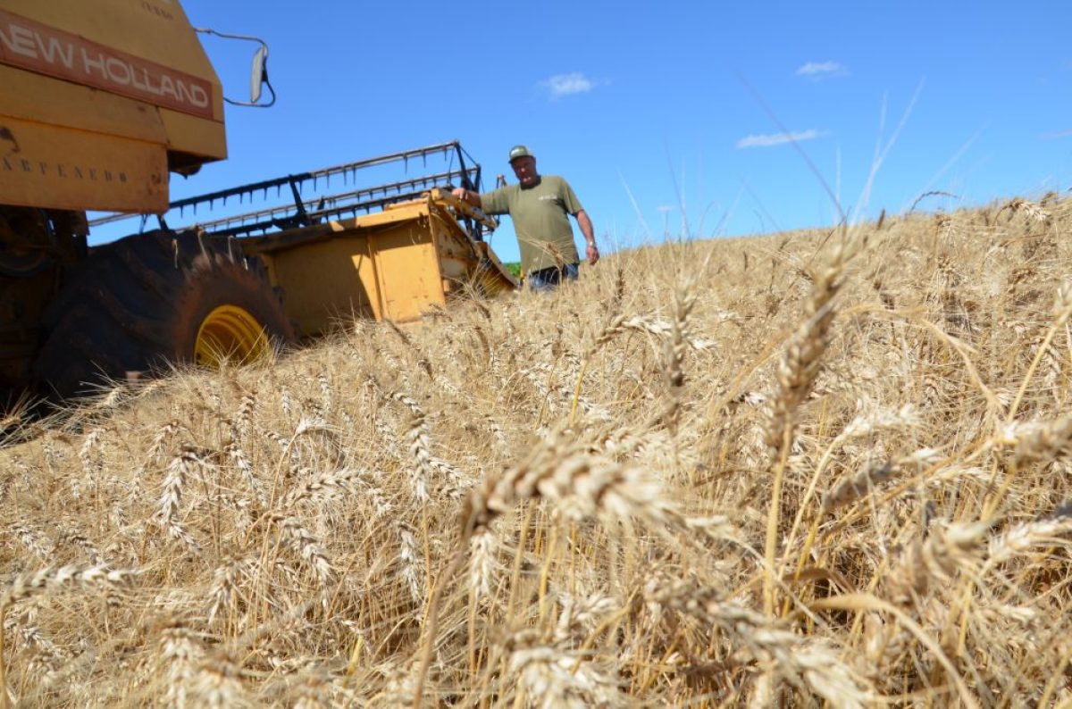 Colheita do trigo avança e produtores avaliam safra