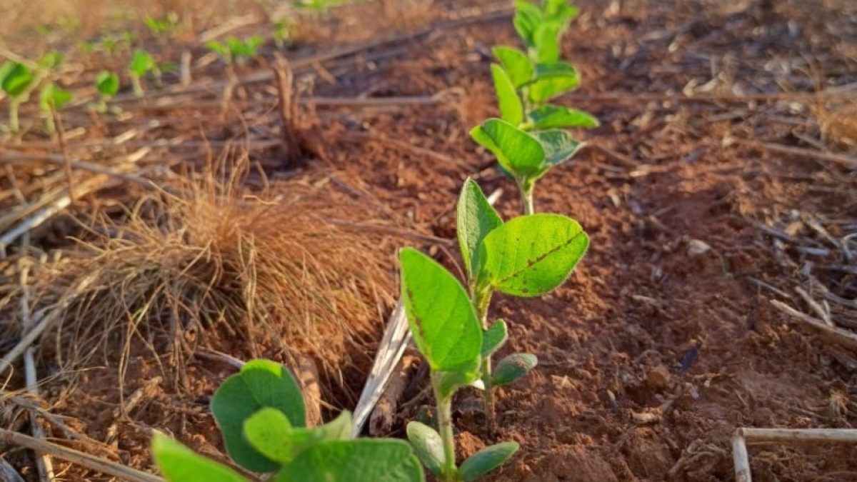 Plantio da soja avança para 22% da área estimada