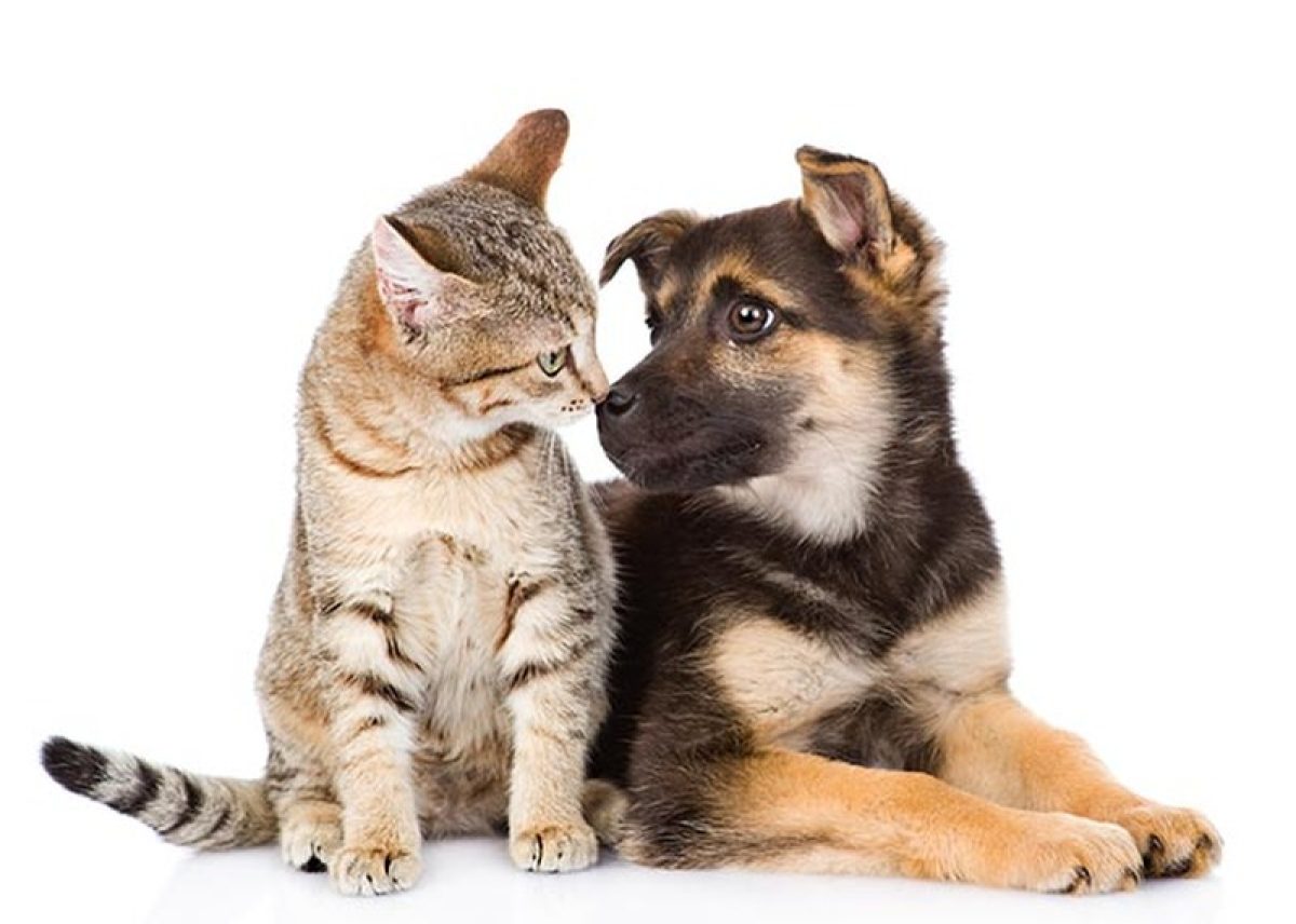 Cerro Largo abre inscrições para castração gratuita de cães e gatos