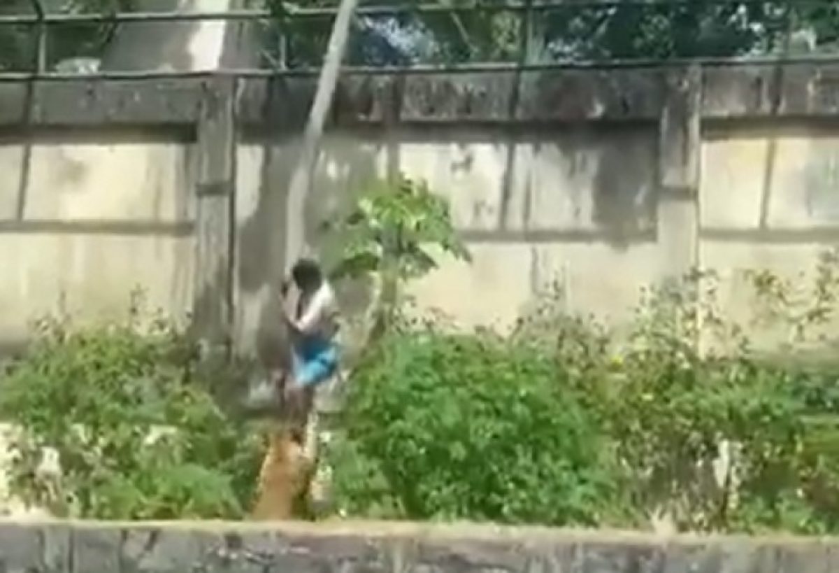 Homem morre após invadir recinto de leoa em João Pessoa; parque é fechado Homem morre após invadir recinto de leoa em João Pessoa; parque é fechado