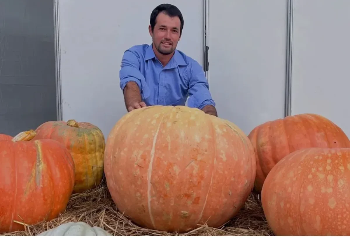 Estado: Agricultor colhe abóbora de 62 kg