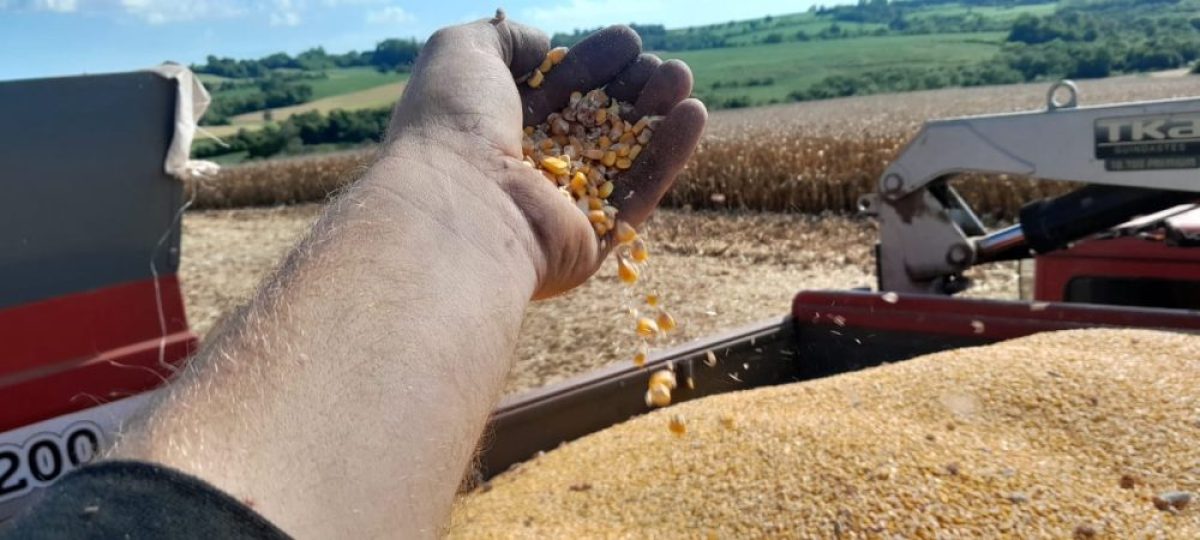 Colheita do milho avança com produtividade satisfatória na região