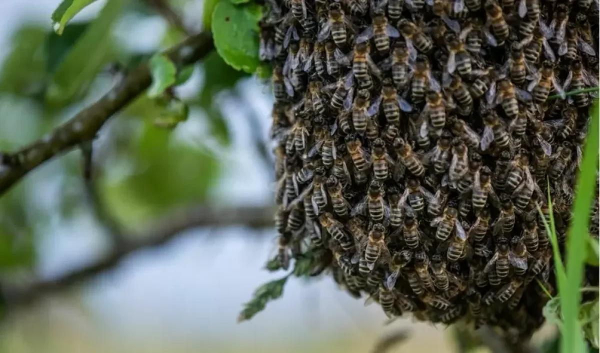 Ocorrências com abelhas: alerta sobre cuidados e riscos à população