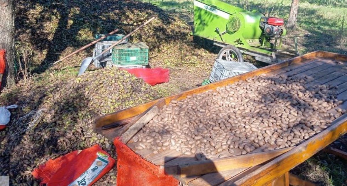 Produção de noz-pecã ganha destaque em São Paulo das Missões